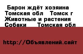 Барон ждёт хозяина - Томская обл., Томск г. Животные и растения » Собаки   . Томская обл.